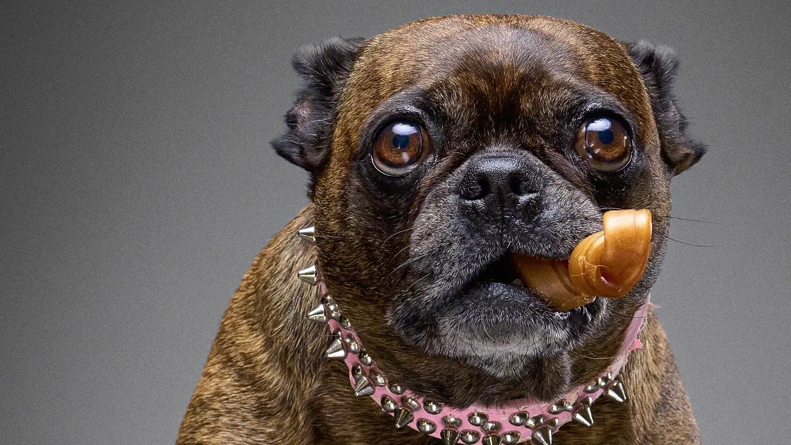 The Dog Island Project