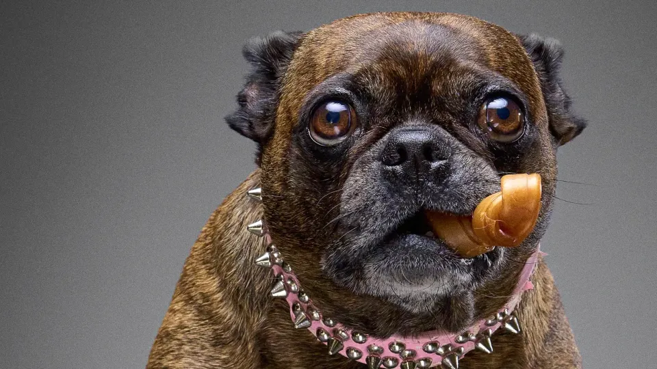 The Dog Island Project